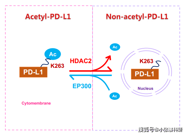 PDL技术深度解析与应用前景展望